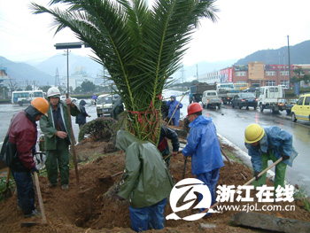 玉环市有多少人口_处女座附身 玉环公路人要在省道上来一场持续半年的大扫除(2)