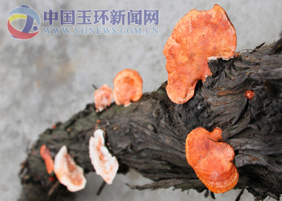 奇柏树菌菇真漂亮