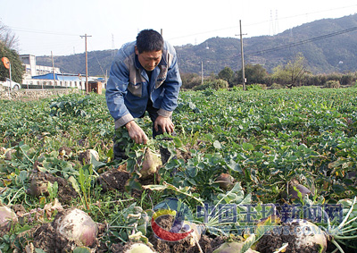 大頭菜價格下跌菜農很受傷