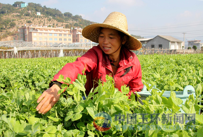 温暖天气蔬菜增产不增收--玉环新闻网