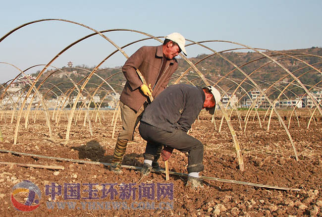 圖為兩名小工正在搭建大棚竹架眼下,正是又一輪大棚西瓜種植的季節